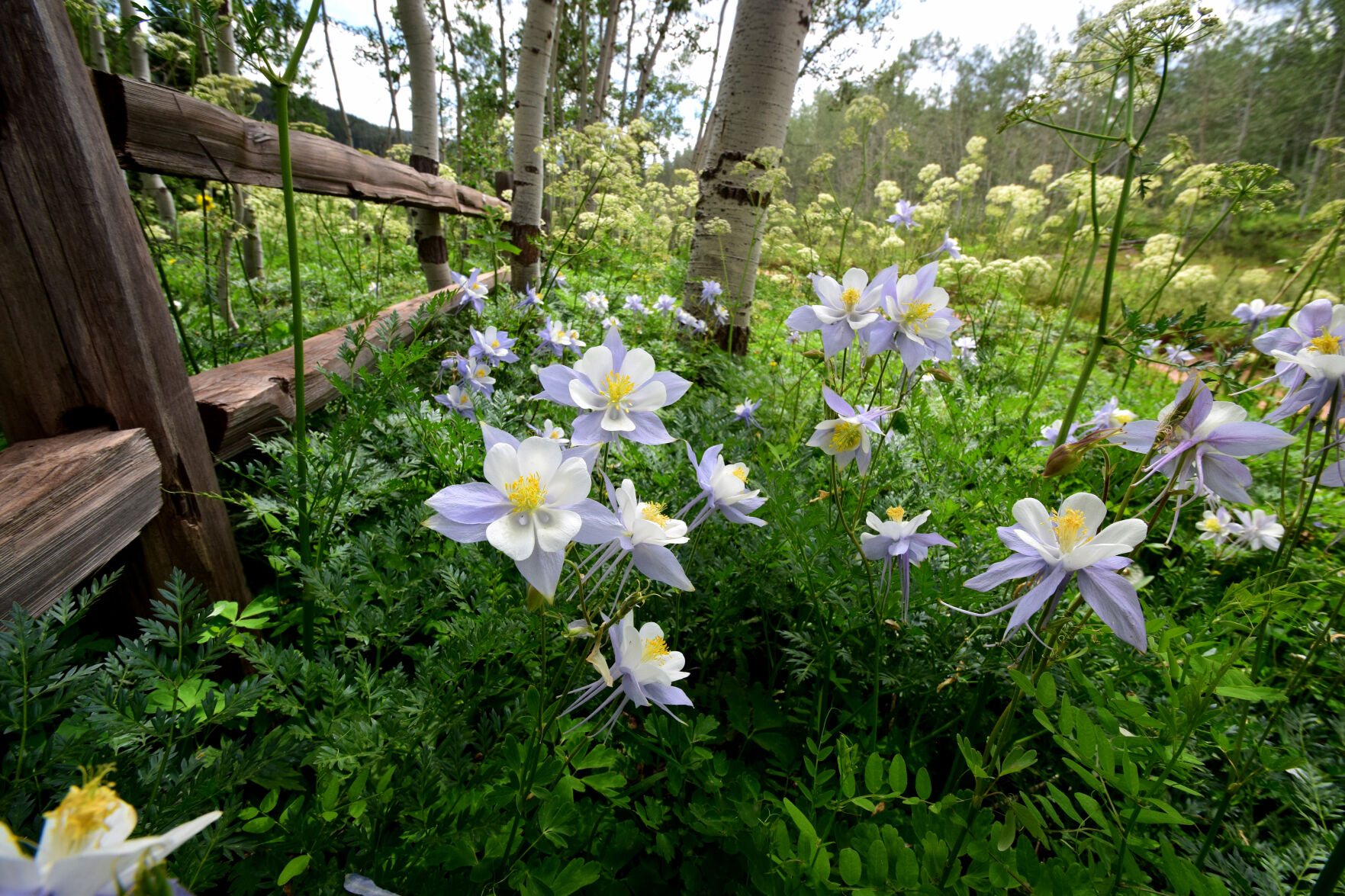 Wild Columbines